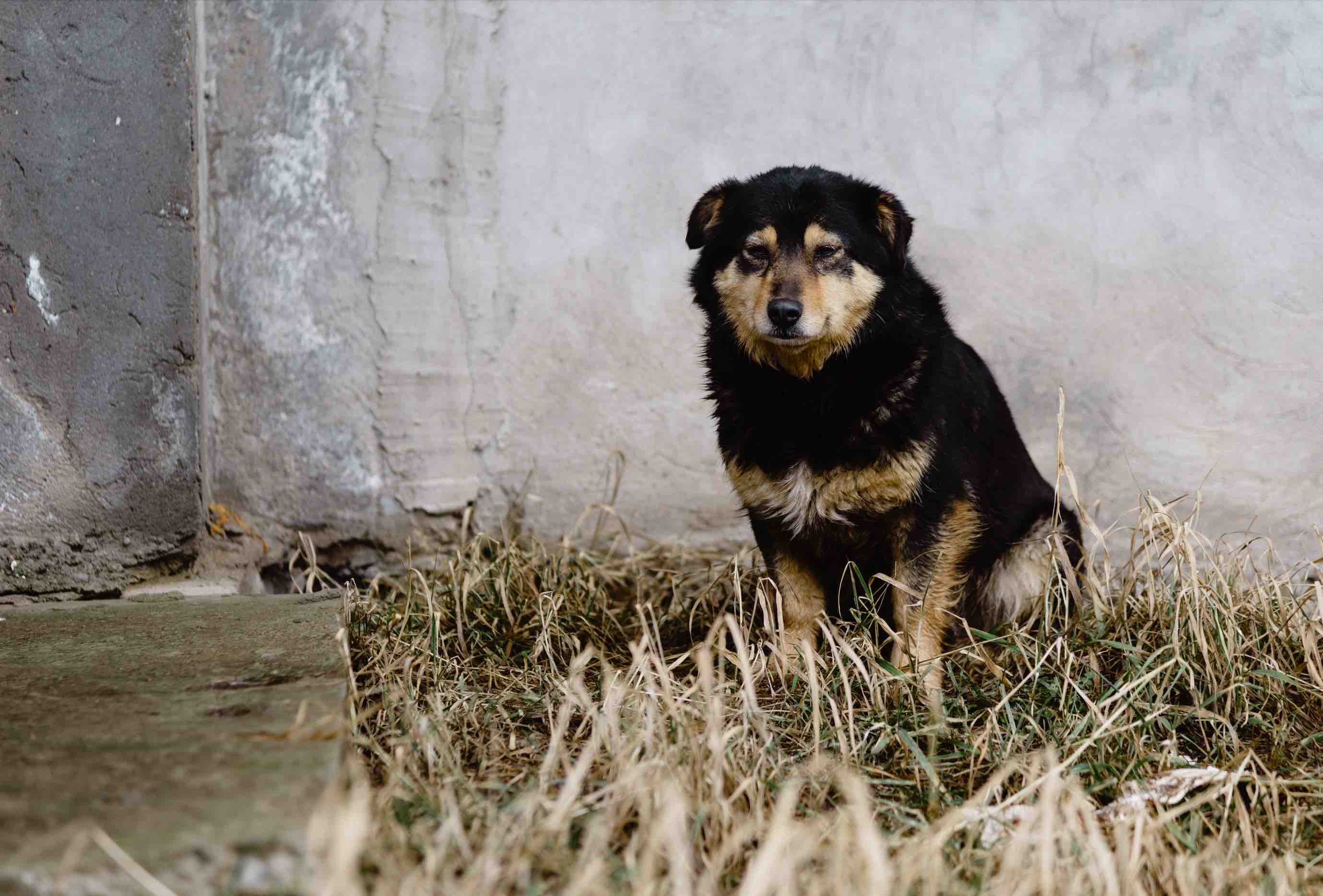 Chien trouvé que faire face à un chien errant et inconnu
